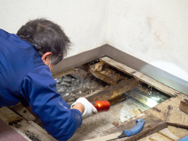 Best Residential Mold Remediation in Fairwood, MD