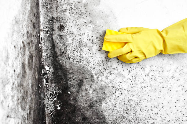 Best Insurance-Related Mold Remediation in Fairwood, MD