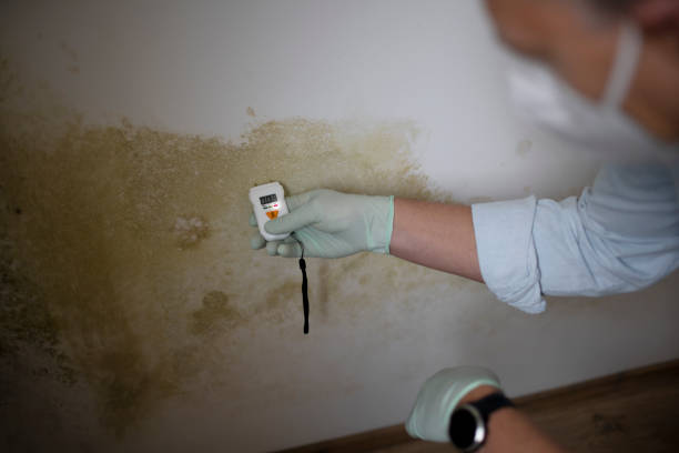 Best Insurance-Related Mold Remediation in Fairwood, MD